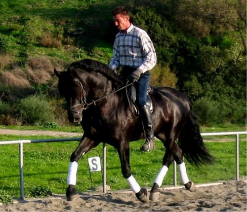 Compra venta caballos pura raza española