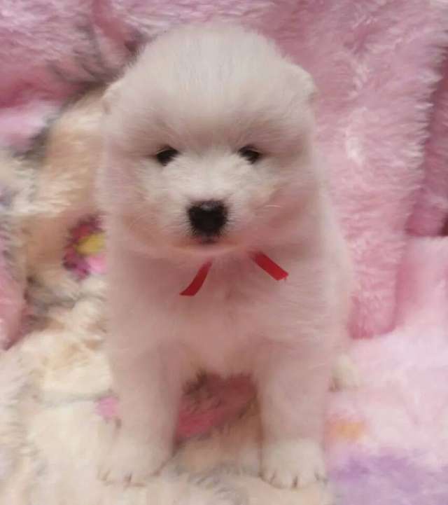 Samoyedo Cachorros Con Los M S Altos Estandares De Calidad En Bogot