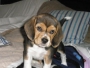 Vendo Linda Cachorrita Beagle Tricolor Pura mes y medio de nacida