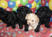 CACHORROS FRENCH POODLE MINI TOY NEGROS  L.D.S