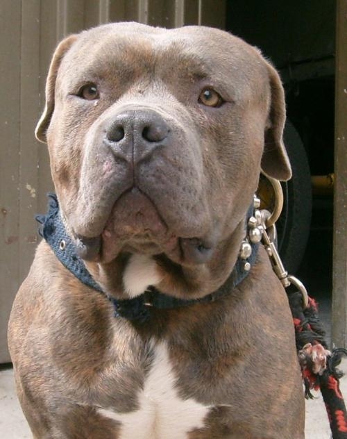 silver blue nose pitbull silver blue nose pitbull