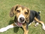 vendo perro beagle