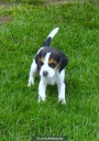 Cachorrito Beagle tricolor