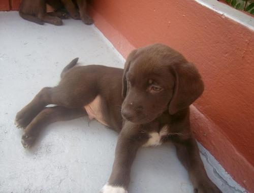 Cachorros Labrador Chocolate En Valle Del Cauca Animales