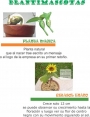 plantas en miniatura