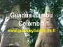 VENTA DE GUADUA BAMBU COLOMBIA, INMUNIZADA Y AVINAGRADA