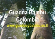 Venta de guadua bambu colombia, inmunizada y avinagrada