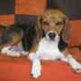 vendo hermosos cachorros beagle tricolor