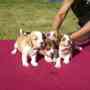 criadero lfernandos en chia (cund) vende hermosos cachorros beagle puros