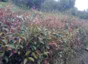 Venta de plantas de eugenia guayacan y plantas de frutales de clima frio