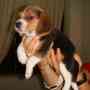 venta de hermosos cachorros beagles