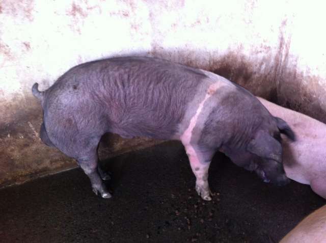 Venta cerdos engorde - reproductores - pie de cria lechones en Jenesano