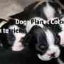 Boston terrier criadero cachorros boston terrier en venta