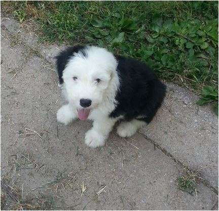 Cachorros bobtail venta pastor ingles ovejero, Bogotá Capital