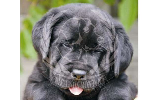 Vendo hermosos cachorros labrador negro bogota