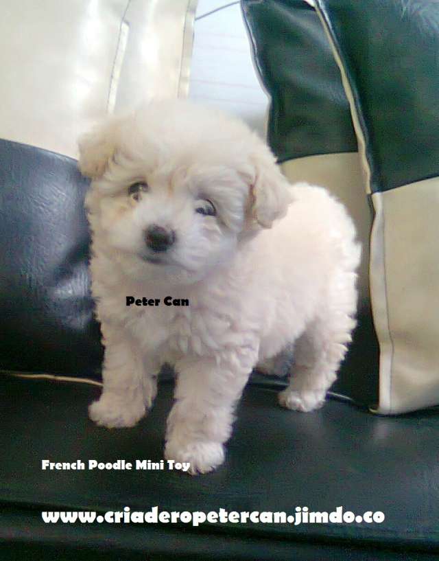 Criadero Dog King tiene en venta French Poodle Mini toy Enanos Originales  Garantia total C - Ukucela