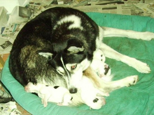 Cachorros lobos siberianos en Ibagué - Animales / Mascotas | 419830