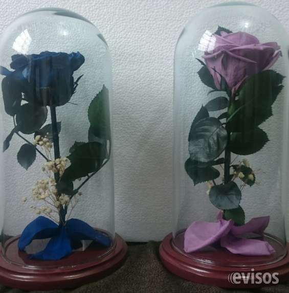 Rosas preservadas en urnas de cristal en Bogotá - Decoración y jardín |  496269