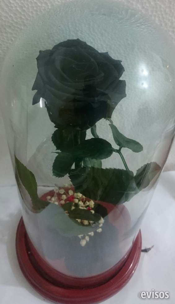 Flores naturales preservadas en urnas de cristal en Bogotá - Decoración y  jardín | 501195