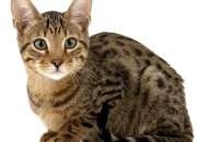 Castracion Esterilizacion Gatos 130.000